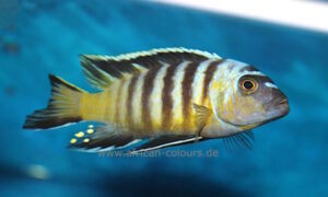 Metriaclima nigrodorsalis 'Nkolongwe'